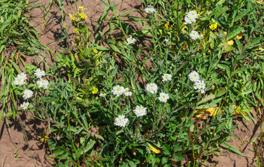 hiccup wild field plant