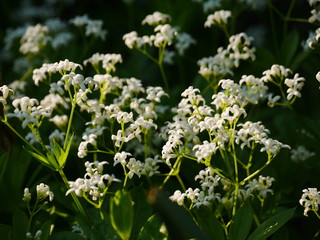 Cloud of small white sweet woodruff flowers above green foliage