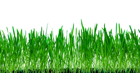Obraz premium Rye grown in the ground.