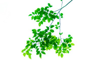 Tree branches and leaves are green on a white background.