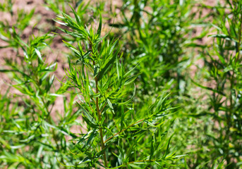 Fresh tarragon in a herb garden.