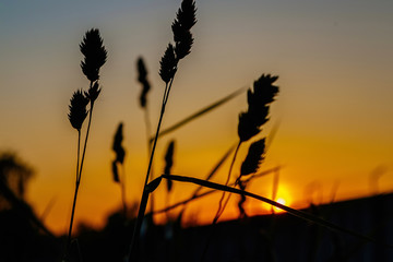 sun jumps in the morning