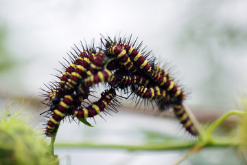 group of colorful butterfly worm on fresh plant