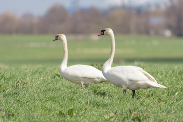 A couple of mute swans (cygnus olor) in a field