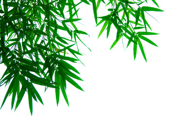 Tree branches and leaves are green on a white background.