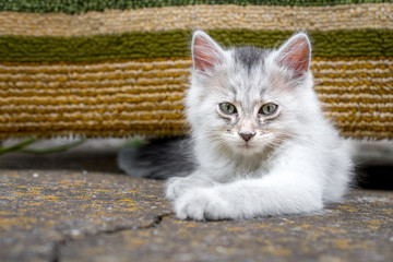 White long haired kitten crawling out of hiding place - a rustic old carpet hanging