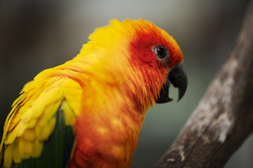 Close up of a Sun Conure parrot.