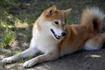 柴犬・休憩中