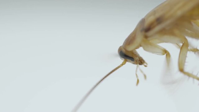 Cockroaches walking on a white background
