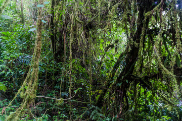Cloud forest near Boquete, Panama