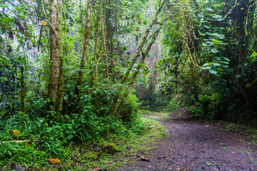 Fototapeta na wymiar Small road in National Park Volcan Baru, Panama