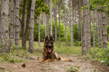 Fototapeta na wymiar German shaperd dog at coniferous forest