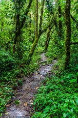 Hiking trail Sendero Los Quetzales in National Park Volcan Baru during rainy season, Panama.