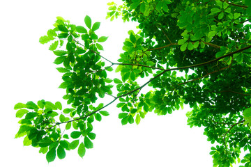 Obraz premium Tree branches and leaves are green on a white background.