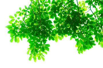 Tree branches and leaves are green on a white background.