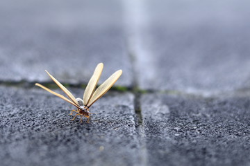 Insect Macro