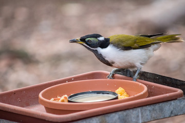 Bird eating food from a feeding tray
