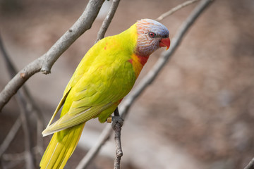 Rainbow Lorikeet sitting on a twig