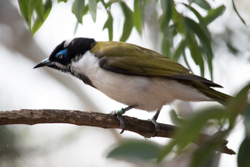 Bird perched in a tree