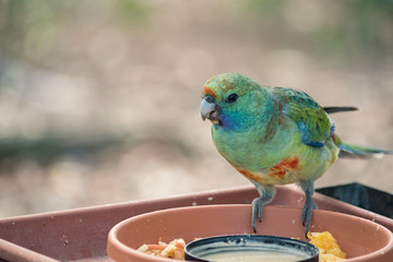Colourful green bird perched on a feeding tray