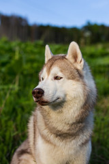 Close-up image of attentive dog breed siberian husky in the forest on a sunny day at sunset. Profile Portrait of husky dog on green grass background