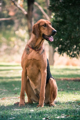 Beagle cross Bloodhound sitting in a park