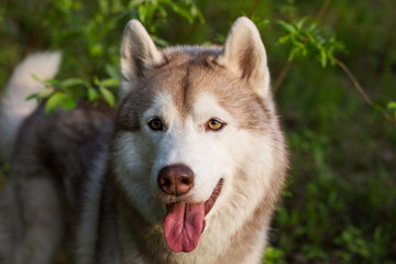Close-up image of beautiful dog breed siberian husky standing in the field at sunset. Portrait of friendly husky dog on green grass background - Powered by Adobe
