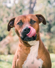 Portrait of a Staffy licking his nose