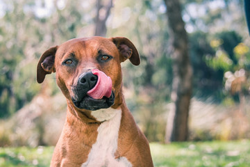 Staffy licking his nose in a park