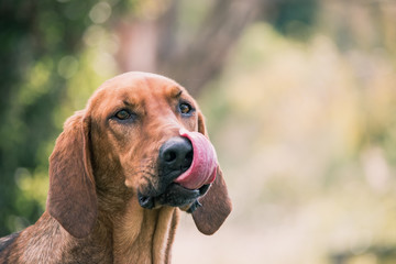 Portrait of a Beagle cross Bloodhound licking his nose