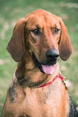 Handsome portrait of a beagle cross bloodhound
