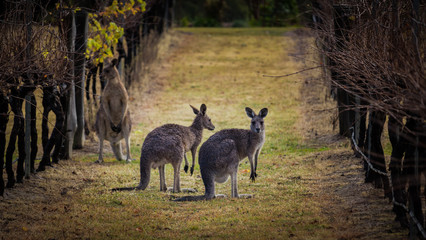 Obraz na płótnie Canvas Kangaroos amongst the grape vines.