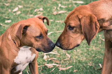 Two tanned coloured dogs cutely touching their noses together
