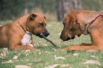 Two tanned coloured dogs playfully fighting over a stick in the grass