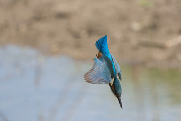 Martin pescatore in picchiata (Alcedo atthis)