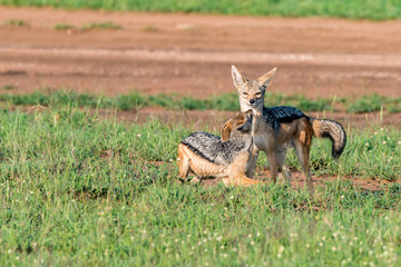 Two black-backed jackals or Canis mesomelas play