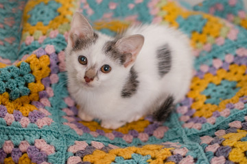 Kitten with four ears crouched on a blanket