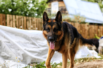 Dog German Shepherd in a village in a summer