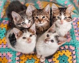 Five kittens cutely huddled together on a colourful blanket - obrazy, fototapety, plakaty