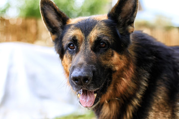 Dog German Shepherd in a village in a summer