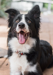 Extremely excited and happy looking border collie