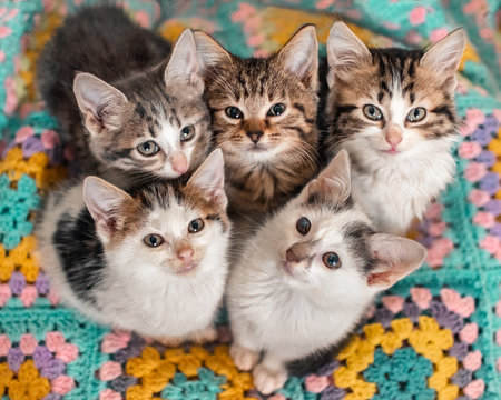 Five kittens cutely huddled together on a colourful blanket