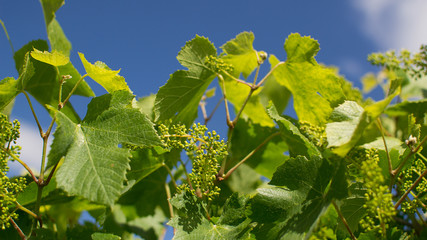 Baby Grapes. Closeup of view in beginning stage. Green flowers. The initial development of the...