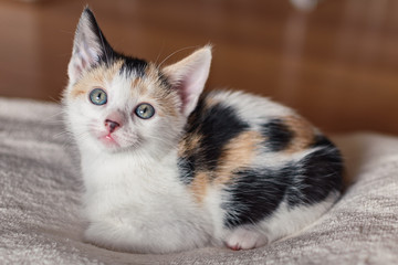 White, black and ginger kitten laying on soft white blanket