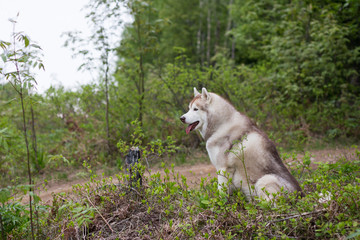 Portrait of free dog breed siberian husky sitting in the green forest and looks like a wolf