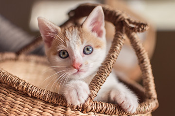 Cute white and ginger kitten with blue eyes sitting inside a wicker basket