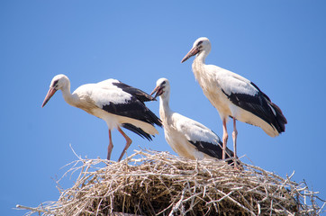 A family of White storks