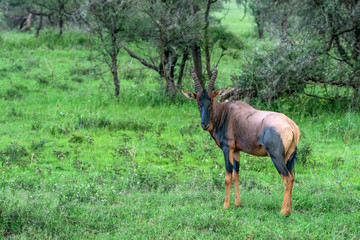 Common tsessebe or amaliscus lunatus lunatus