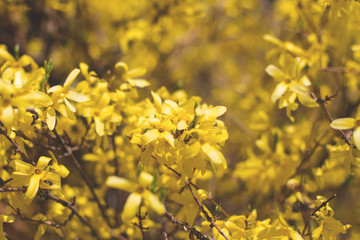 Image of Forsythia bush. Spring floral background with blooming yellow forsythia flowers on a sunny day