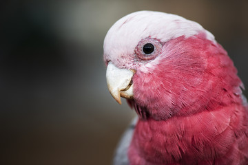 Large pink and grey Galah.